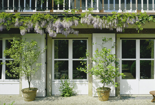 Holz-Deckfarbe Ambiente