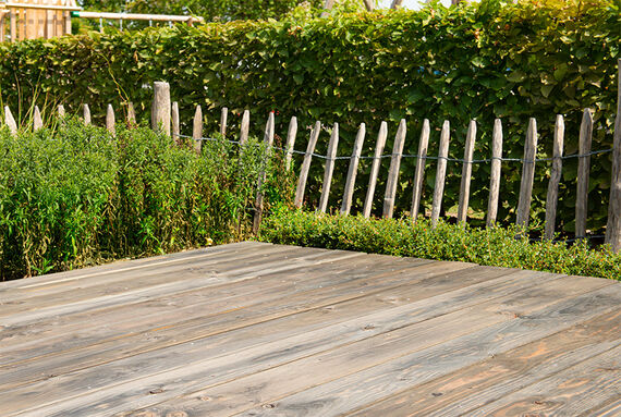 Botany lesson Douglas fir